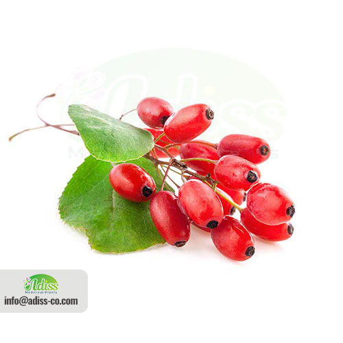 what-is-barberry-good-for-adiss-trading-company